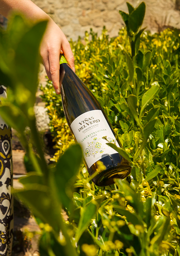 beronia vareia V-005 PUIG